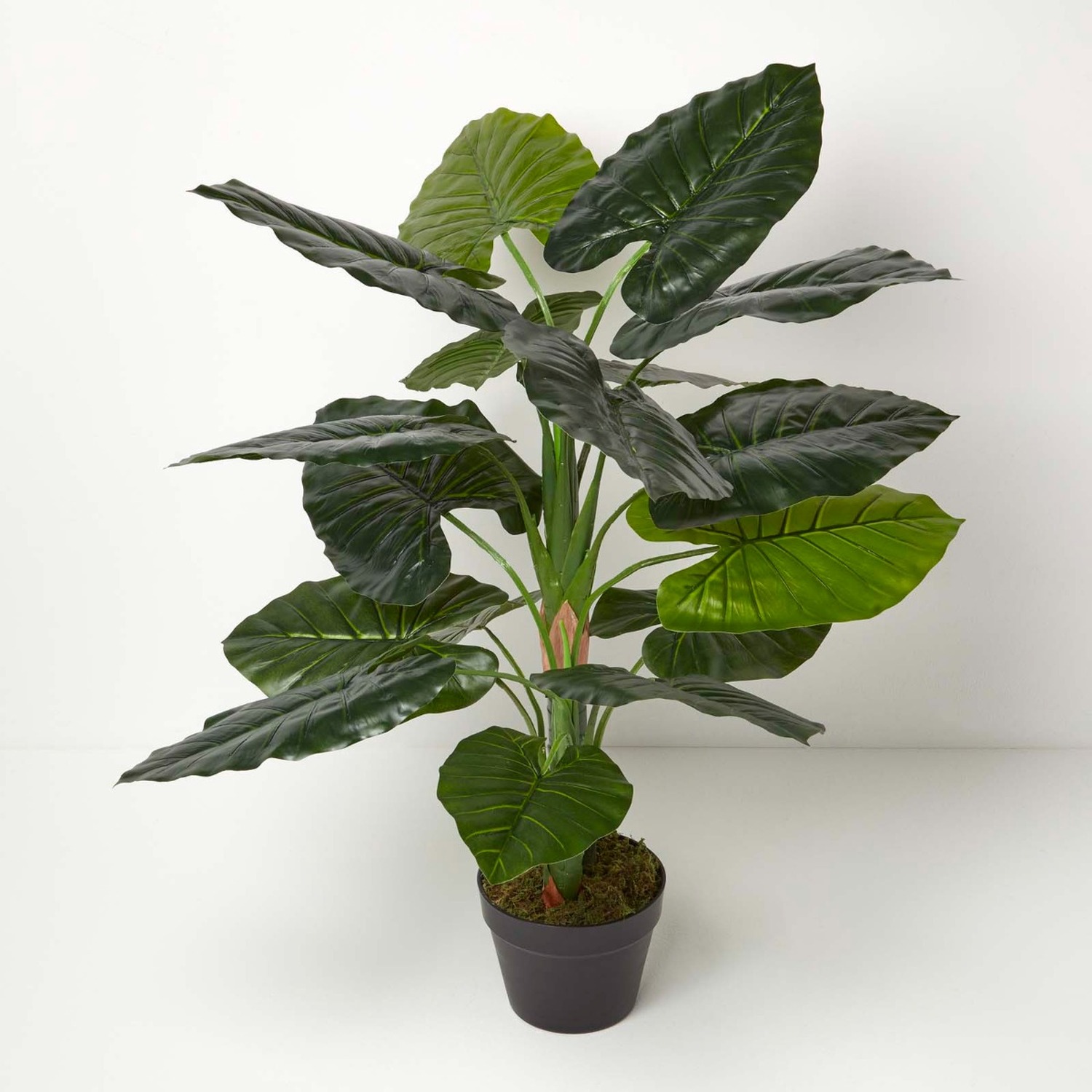 Homescapes Taro Plant in Pot, 90 cm Tall - Green