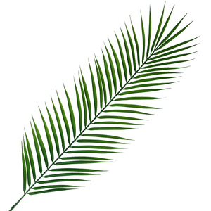 Realistic Artificial Palm Leaf