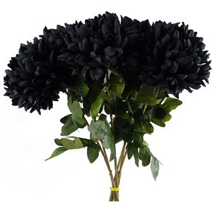 Pack of 6 x Extra Large Reflex Chrysanthemum