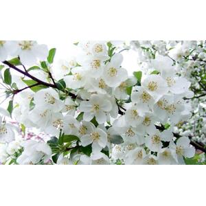Malus Snowcloud Crab Apple Tree 6ft Tall, 12L Pot by Directplants