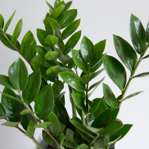 ZZ Plant - Houseplant