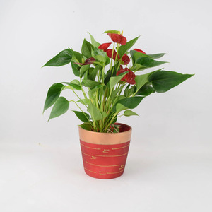 Anthurium Red Flamingo Flower in 12cm Red and Gold Pot - Indoor Gift Plant