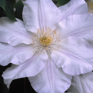 Clematis Ice Blue Evipo003