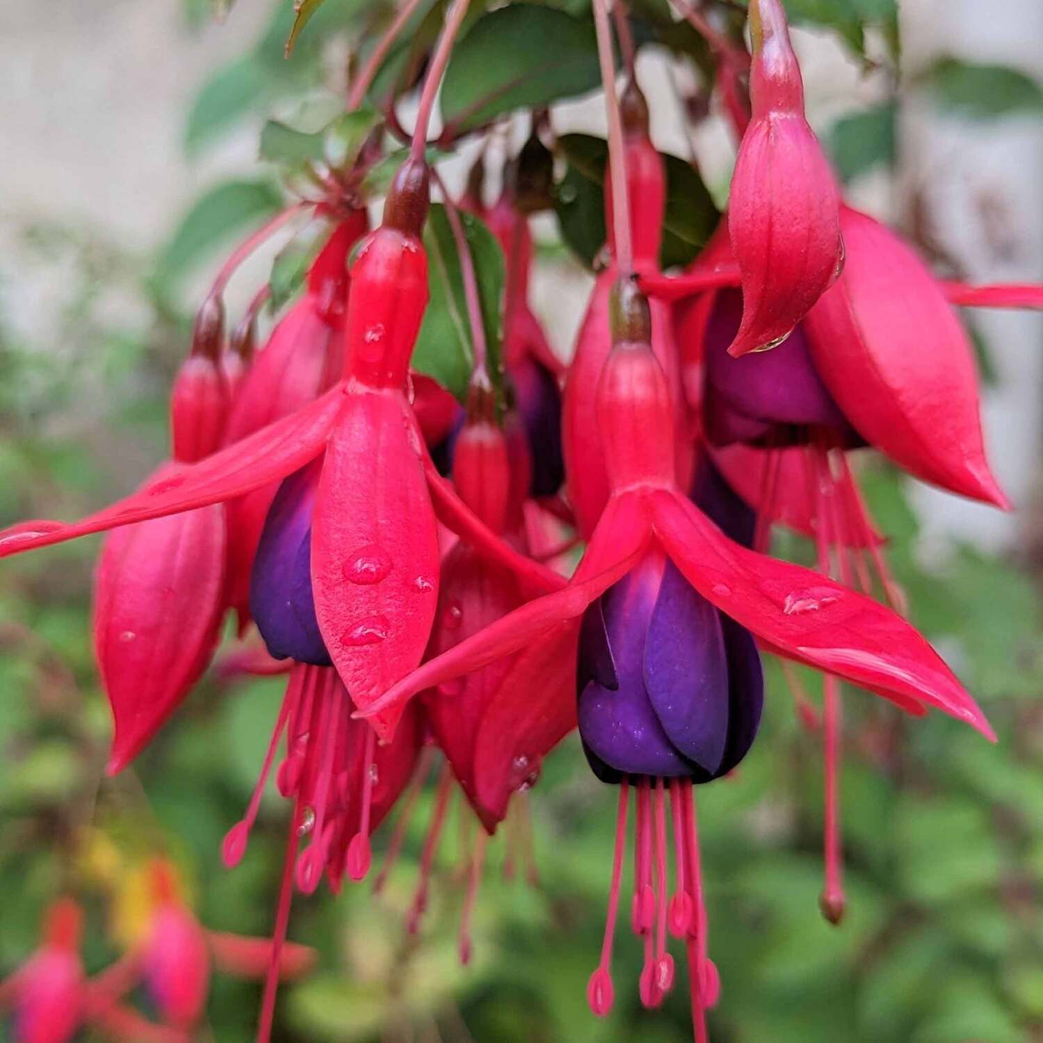 Marshalls Garden Fuchsia Hardy 'Mrs Popple' Pack - Blue