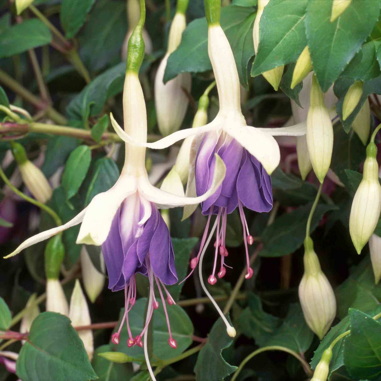 Marshalls Garden Fuchsia 'Carmel Blue' - Purple / 6.0