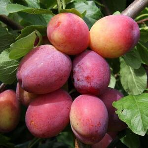 Plant Theory Plum Victoria Outdoor Fruit Tree 12L Pot SJA Rootstock 1.5m