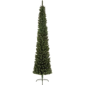 2M Green Pencil Pine Tree