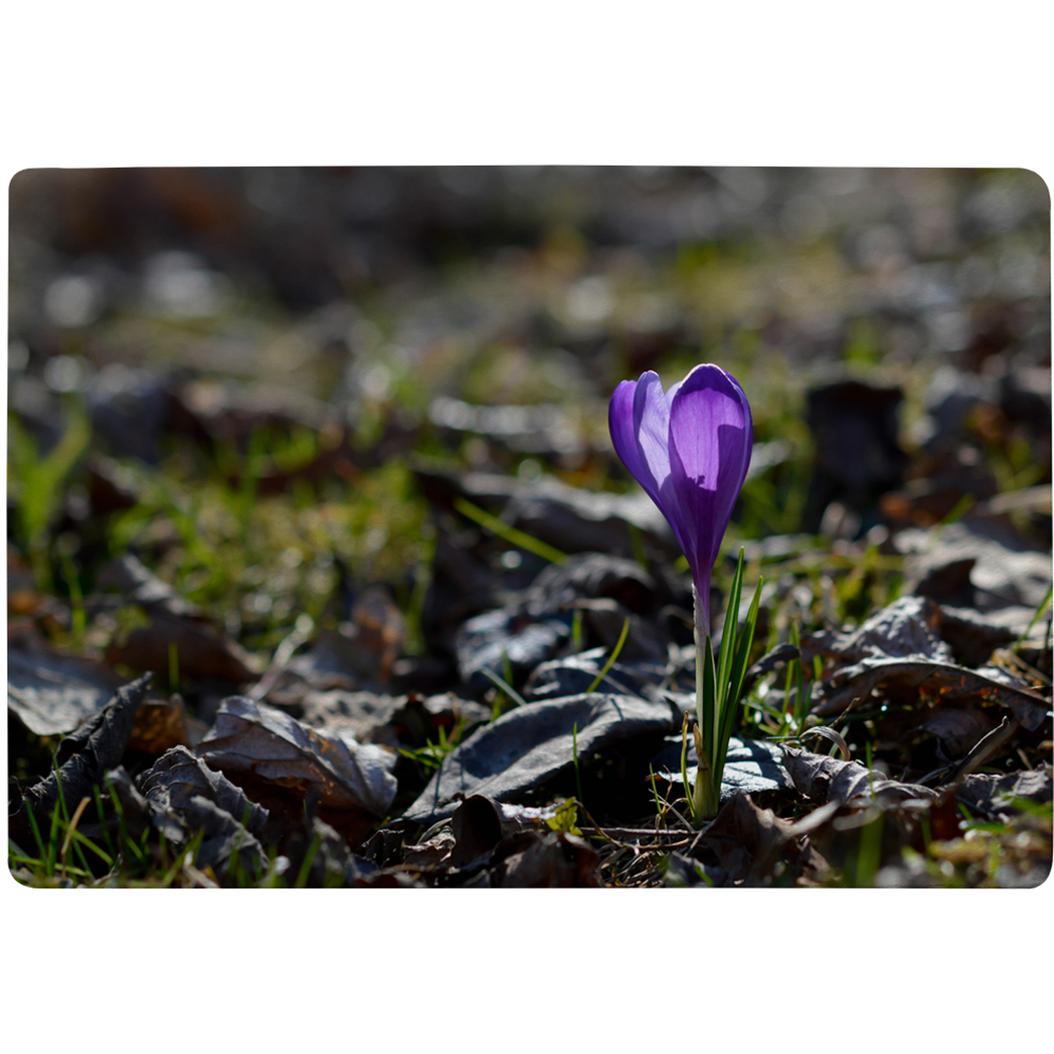 Autumn Flower Bloom In Nature Designer Rug - Purple / 200cm thumbnail