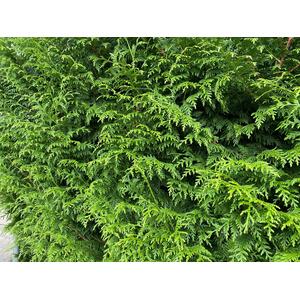 X10 Thuja Plicata Gelderland Red Cedar 4-5ft