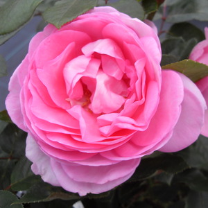 Rose Mum in a Million