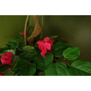 Pink Japanese Artificial Silk Bougainvillea Tree