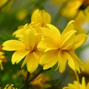 Bidens Double Yellow Plants x3 in 9cm Pots - British Grown Summer Colour