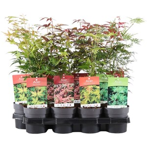 Fragaria Strawberry Plant - 40cm / Early Mix