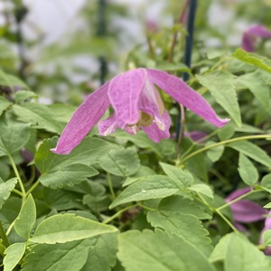 Clematis alpina Constance