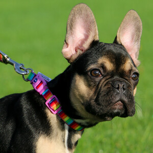 Rainbow Collar