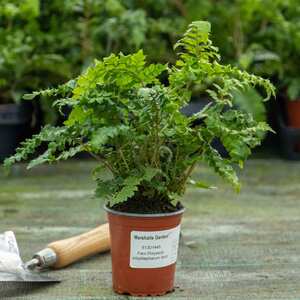 Marshalls Garden Japanese Lace Fern Polystichum polyblepharum Hardy Evergreen Shade Plant 9cm