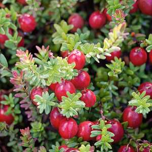 Cranberry 'Pilgrim'