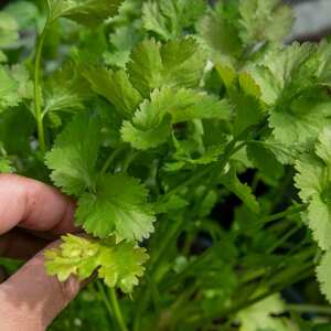 Coriander 'Calypso' Seeds - Slow-to-Bolt, Cut-and-Come-Again, 120 Seeds