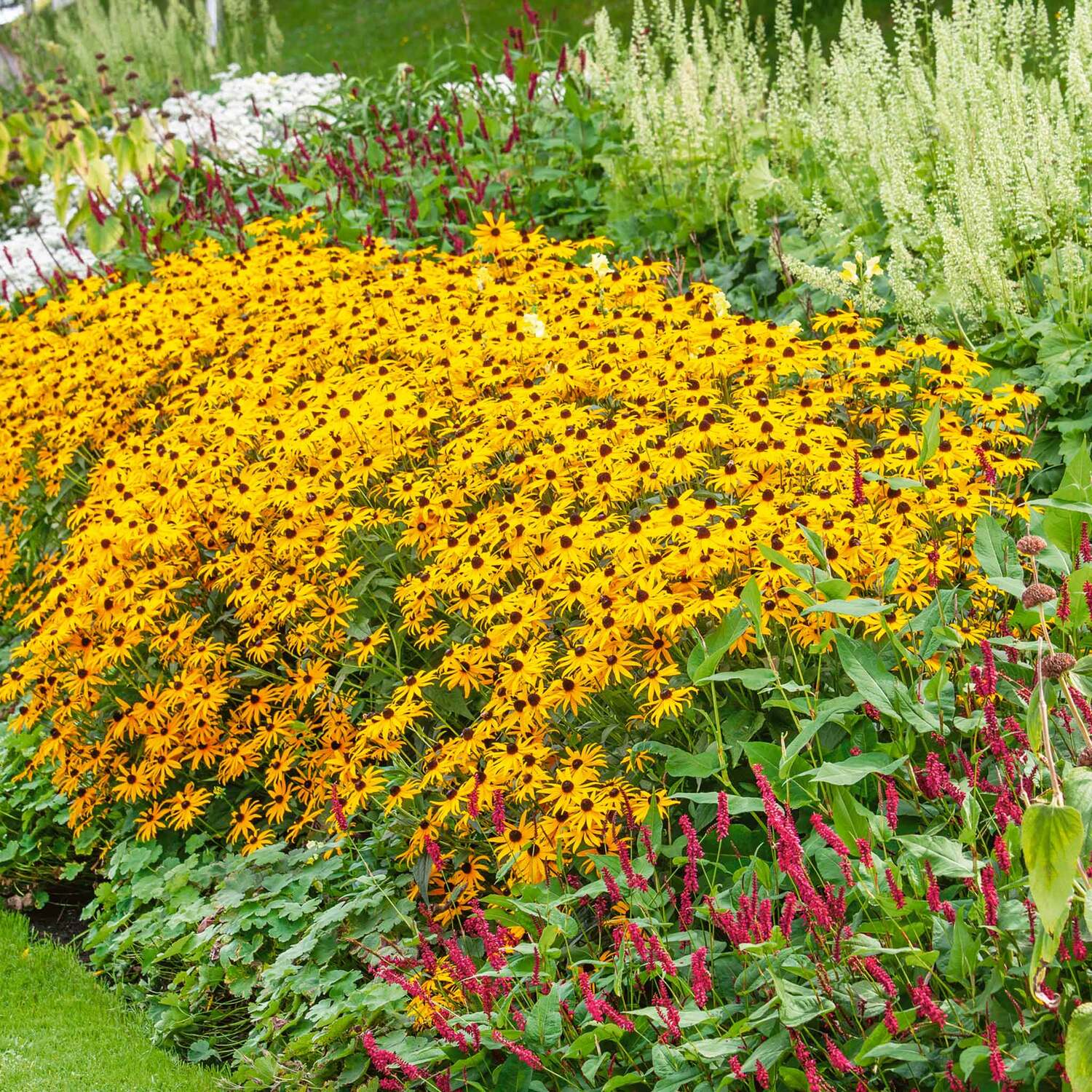 Marshalls Garden Rudbeckia 'Goldsturm' Hardy Long-Flowering Perennial Pollinator-Friendly RHS AGM - Yellow / 3