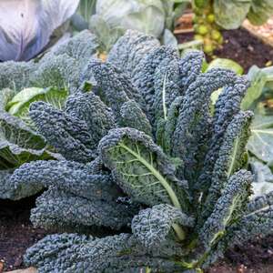 Marshalls Garden Kale 'Black Magic' F1 Seeds, RHS AGM, Cold-Tolerant Tuscan Kale, Pack of 50