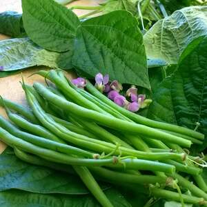 Marshalls Garden Dwarf French Bean 'Nautica' Seeds - Compact, High-Yield, Lilac Flowers