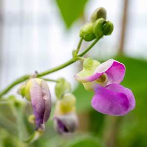 Marshalls Garden Climbing French Bean Seeds 'Cobra' (100 seeds)