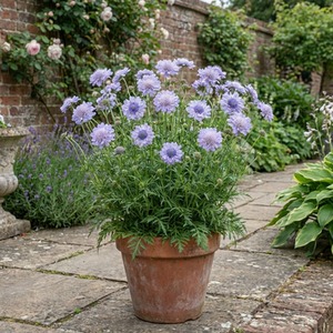 Scabious Butterfly Blue - 2L - Blue Pincushion Flower