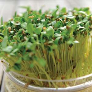 Microgreens Seeds - Fenugreek