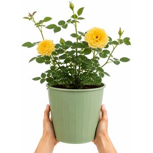 Plants By Post 3L Golden Wedding Yellow Rose Bush B
