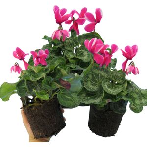 Plants By Post Cyclamen Pink Flame Flowering Outdoor Plants 1Ltr Pots