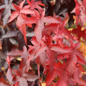 Plant Theory Worplesdon Sweet Gum Tree Liquidambar Styraciflua 9L Pot 1.5 - 1.8m