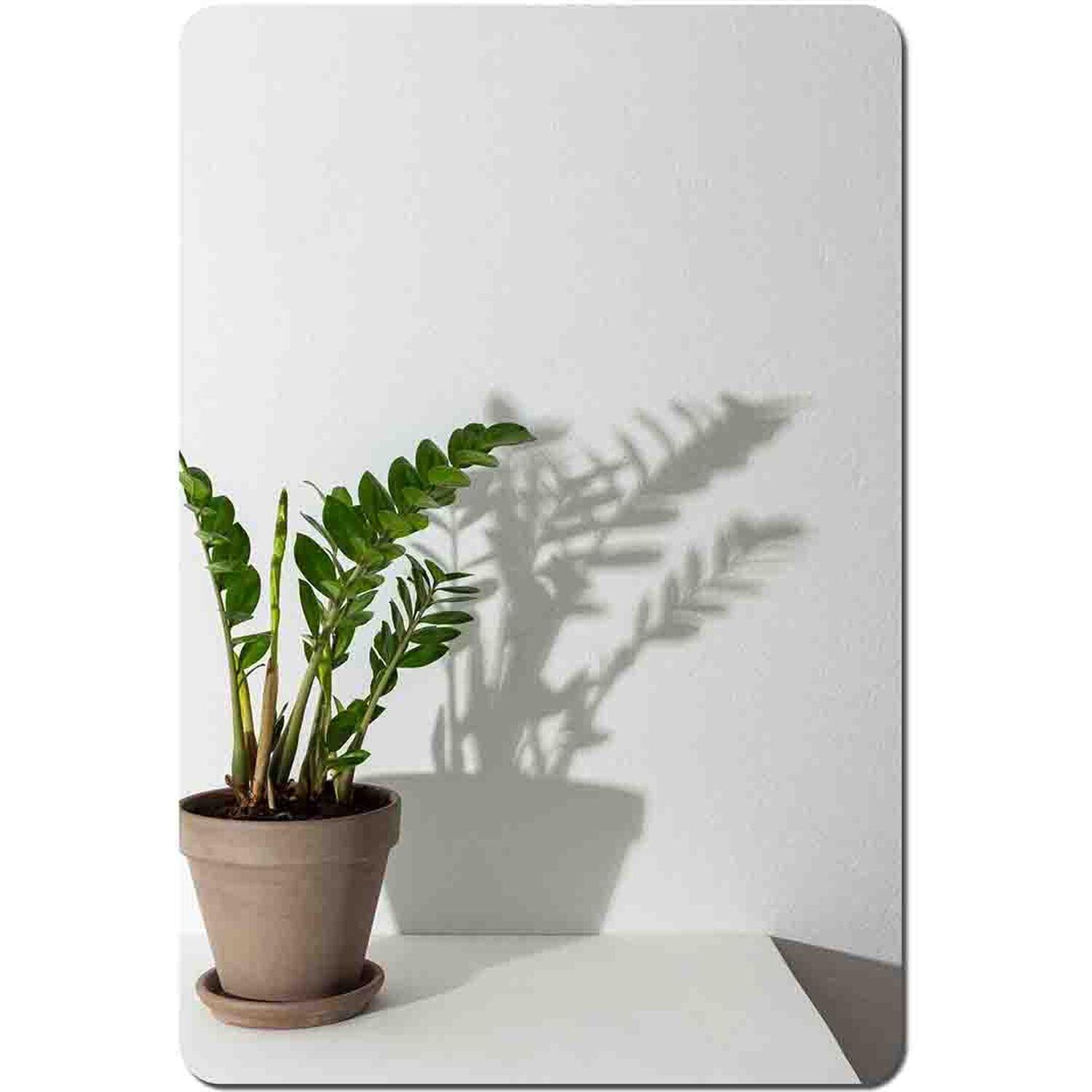 Image of Zamioculcas Placemat Set - Green