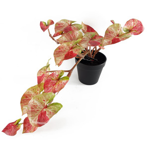 Artificial Hanging Trailing Plant Pink Splash Caladium