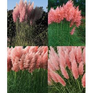Cortaderia Rosea Pink Pampas Grass Plant 3-4ft in a 7.5 Litre Pot