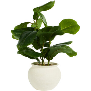 Fiddle Plant in Ceramic Pot
