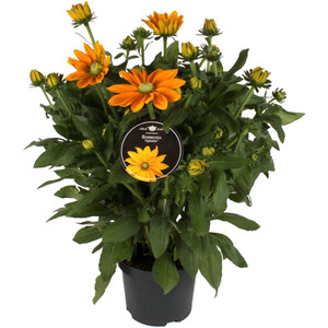 Agapanthus Blue 13cm - Blue