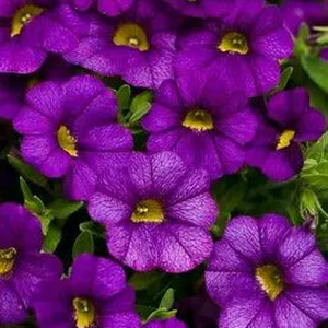 Calibrachoa Blue - Trailing Flowers 3 x 9cm Pots
