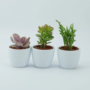 Trio of Succulent Plants in 6cm White Ceramic Pots - Indoor Gift Set