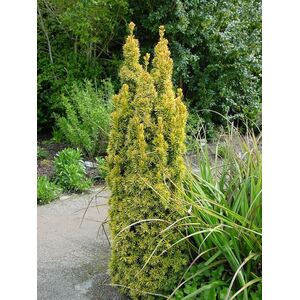 Taxus Standishii Golden Column Yew Tree Large Plant in a 3 L Pot