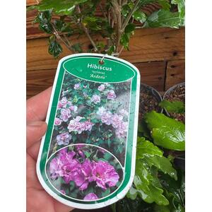 5x Mixed Extra Large Hibiscus Shrubs in 3L Pots By Direct Plants