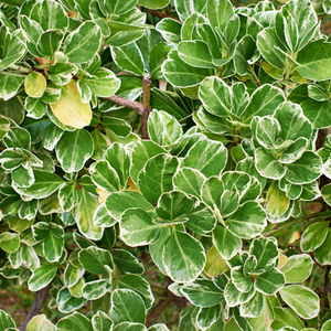 Euonymus Emerald Gaiety Plant