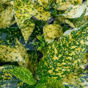 Marshalls Garden Aucuba Japonica Plant 'Golden Girl'