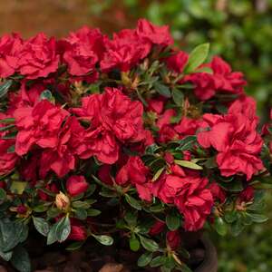 Marshalls Garden Azalea 'Encore Autumn Fire'