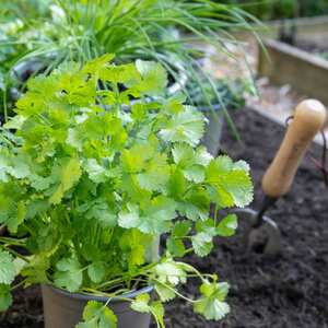 Marshalls Garden Coriander Plant