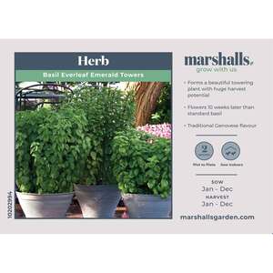 Marshalls Garden Everleaf Emerald Towers Genovese Basil Seeds - Late-flowering Tall Columnar Variety