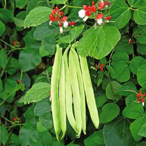 St George Runner Bean Seeds - Early, High-Yield RHS Trial-Winning Variety, 50 Seeds