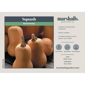 Marshalls Garden Butterbaby Mini Butternut Squash Seeds - Compact, High-Yield, 15 Seeds