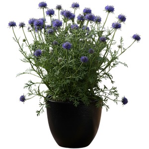 Scabious Blue Note Pincushion Flower - Lavender Blue Perennial 1L Pot