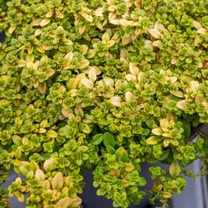  shot 15189919