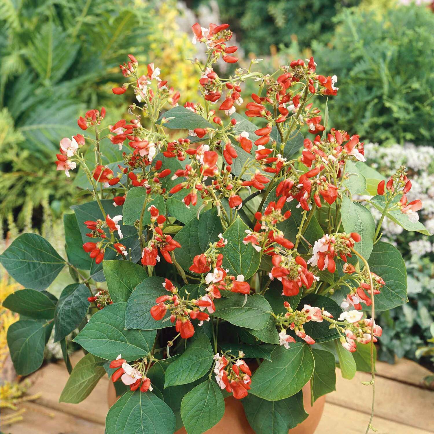 Unwins Runner Bean Dwarf Seeds 'Hestia' - Green